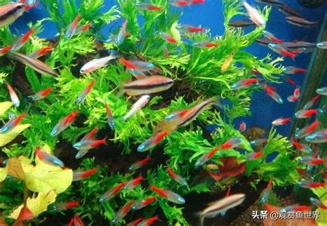 易養魚|十大易養觀賞魚排行榜